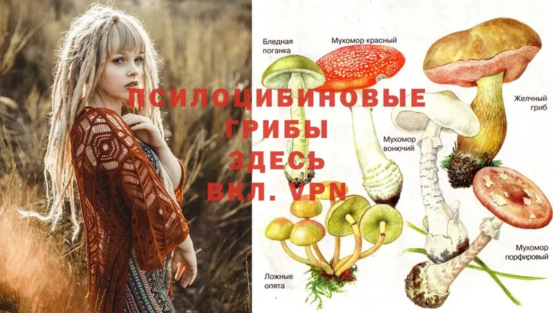 Галлюциногенные грибы Psilocybine cubensis  Бабушкин 